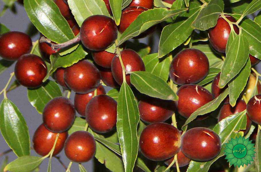 عناب مفید در کاهش فشار و غلظت خون