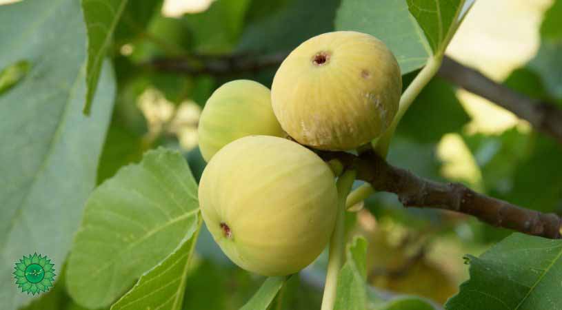 انجیر استهبان سرشار از مواد معدنی مفید برای زخم معده