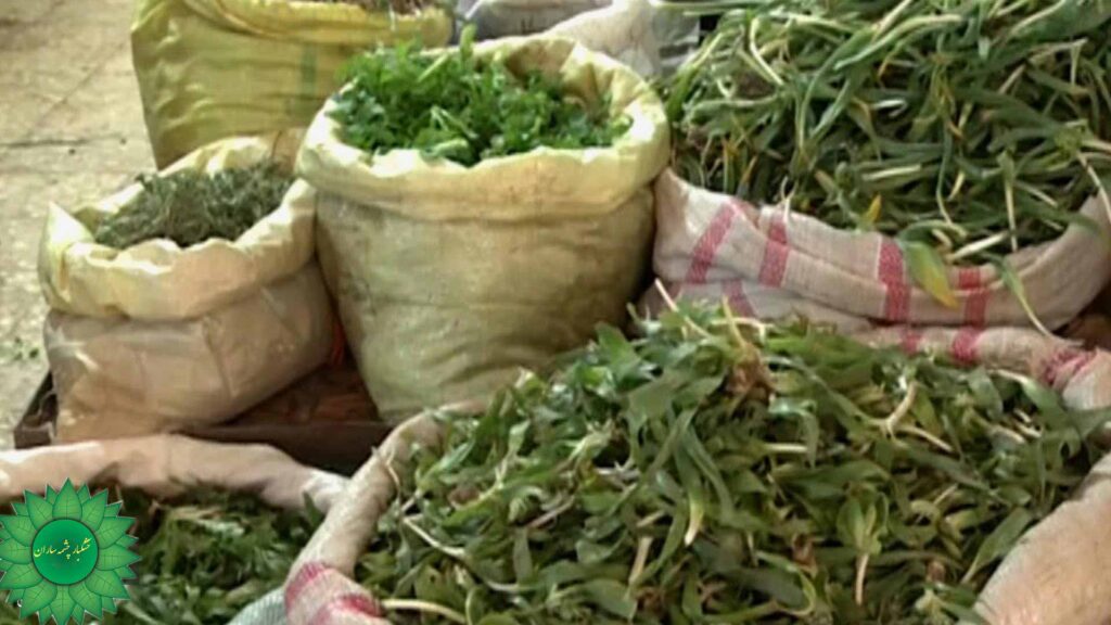 سبزی آش کوهی بهترین سبزی برای انواع آش