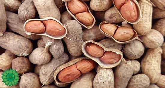 بادام زمینی سرشار از انواع ویتامین مفید برای کاهش وزن