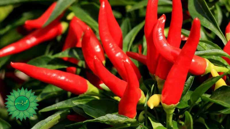 فلفل قرمز سرشار از آنتی اکسیدان ضدسرطان