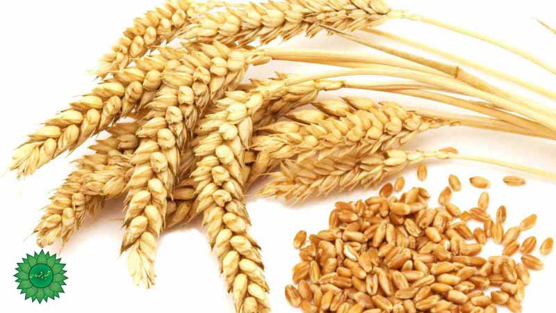 گندم پوست کنده سرشار از فیبر و آهن