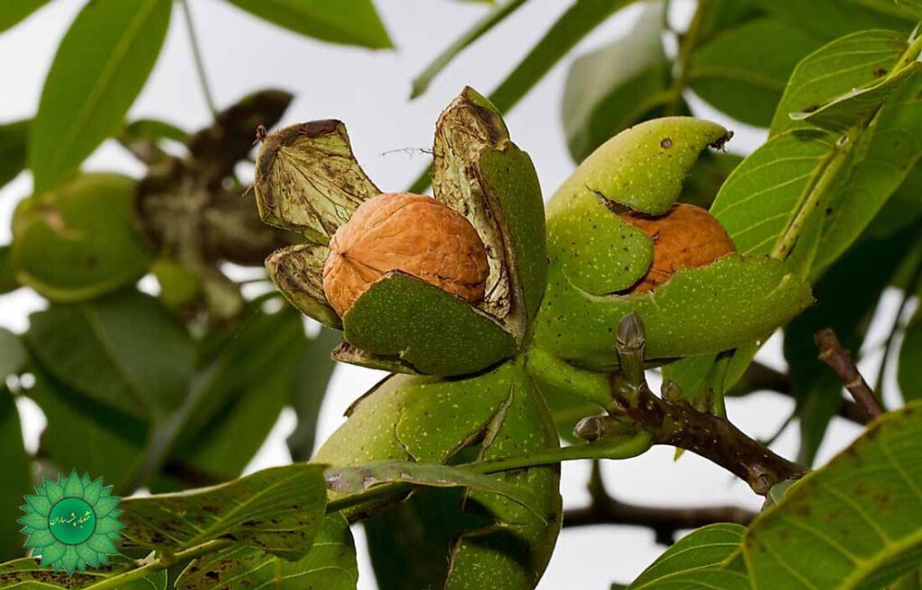 گردو خوانسار چرب و خوشمزه سرشار از امگا3