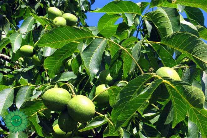 مغز گردو اعلا چرب و خوشمزه سرشار از امگا3