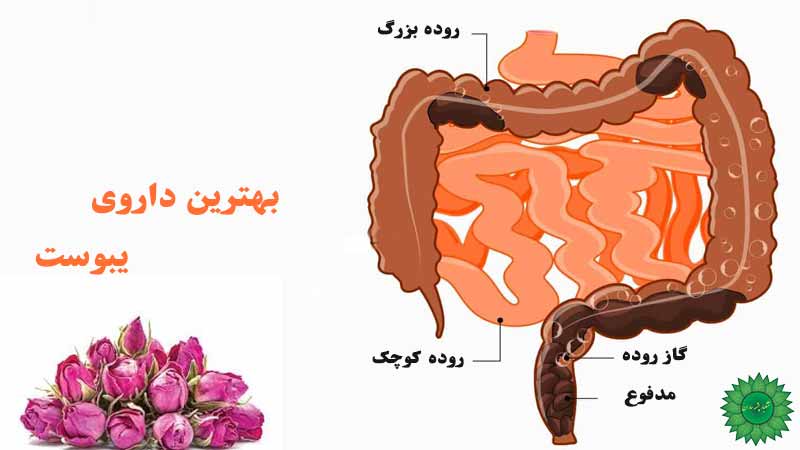 گل محمدی مفید برای درمان یبوست و خشکی مزاج