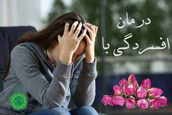 غنچه گل محمدی مفید برای درمان افسردگی 