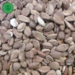هسته زردالو سرشار از خواص بادام با قیمت مناسب