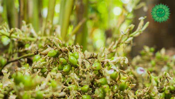 هل سبز تازه و معطر آرامش بخش و تسکین دهنده درد