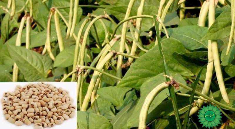 لوبیا چشم بلبلی سرشار از آهن و فیبر بسیار انرژیزا