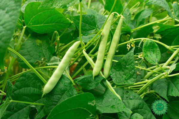 لوبیا قرمز سرشار از فولات، مس، آهن و پروتئین