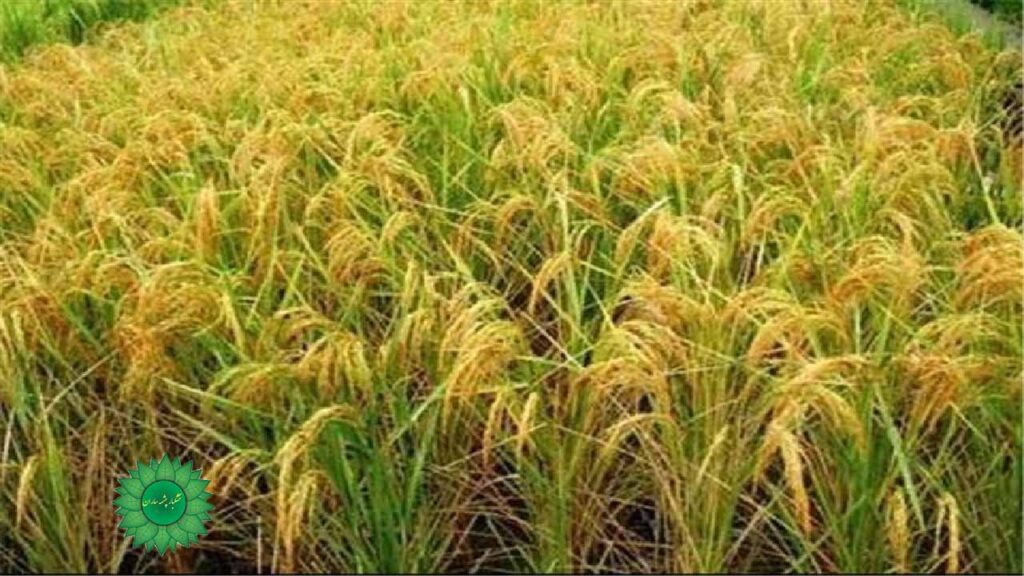 برنج نیم دانه با قیمت ارزان و عطری فوق العاده