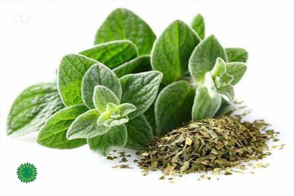 پونه برگ معطر و مفید برای سردرد