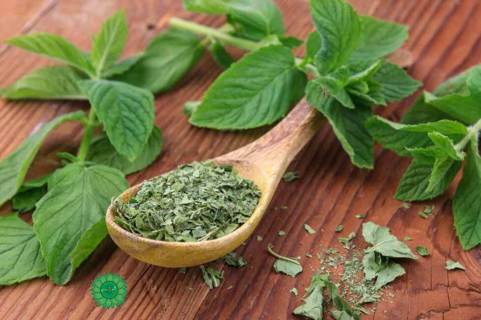 پونه برگ معطر و مفید برای سردرد