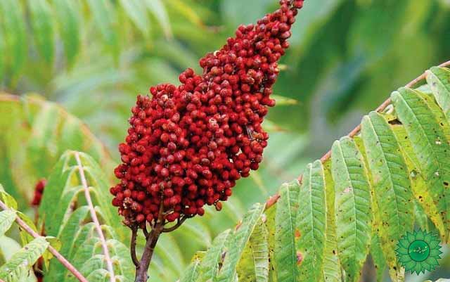 سماق قرمز سرشار از آنتی اکسیدان کاهنده فشار خون