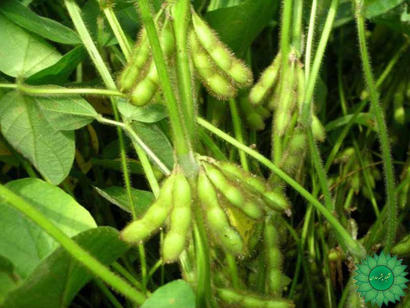 سویا آجیلی منبع غنی پروتئین مفید برای ورزشکاران