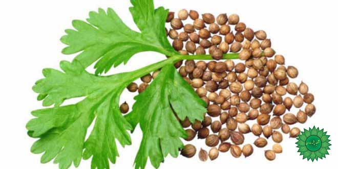 تخم گشنیز برای کنترل سطح قند خون