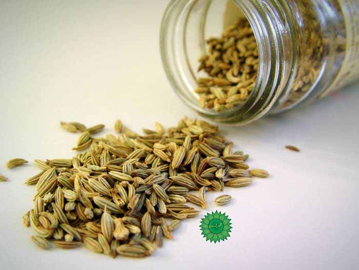 زیره سبز مفید برای لاغری و نفخ شکم