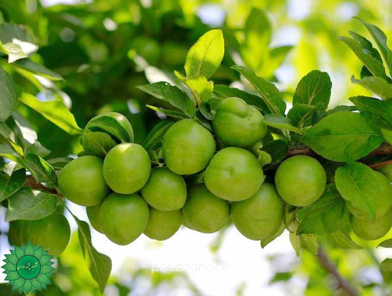 لواشک آلوچه سرشار از فیبر و آنتی اکسیدان