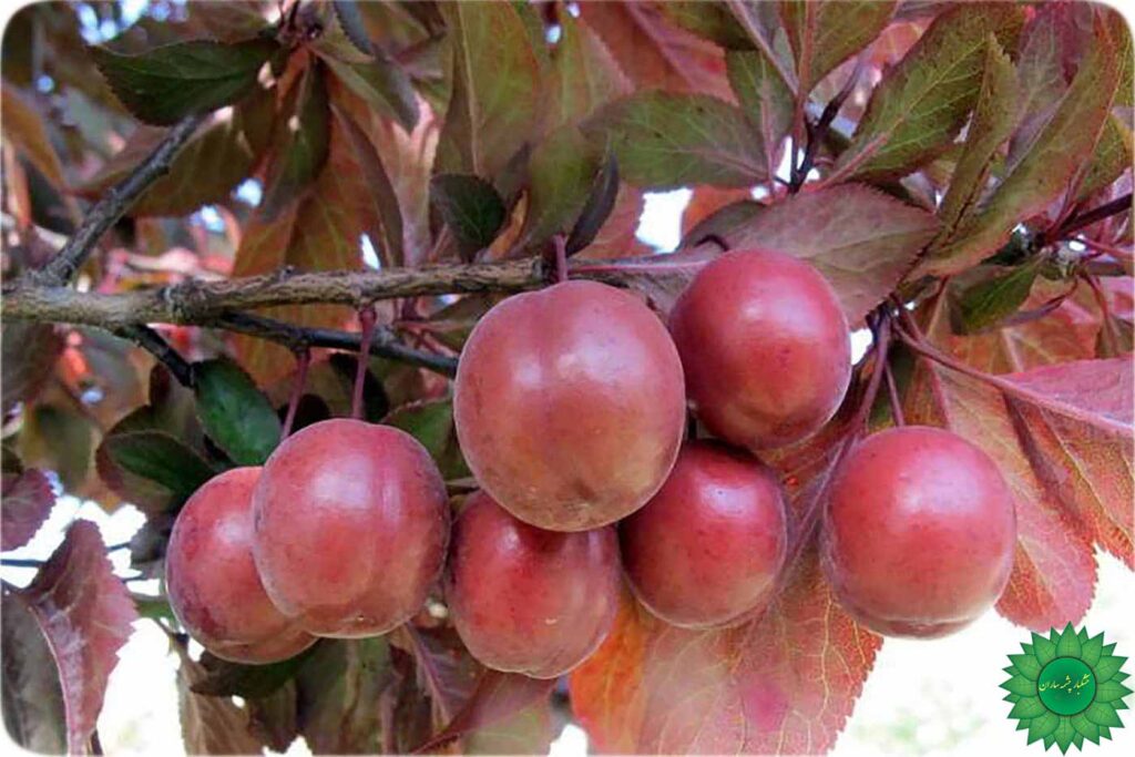 لواشک آلو قرمز سرشار از فیبر و آنتی اکسیدان