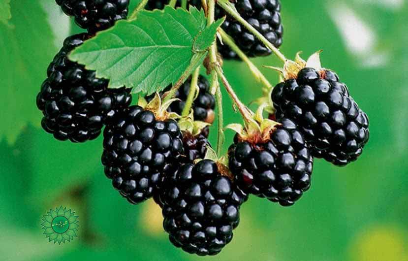 لواشک تمشک مفید برای کم خونی و بیخوابی