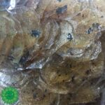 پولک لیمویی تازه و خوشمزه سرشار از آنتی اکسیدان