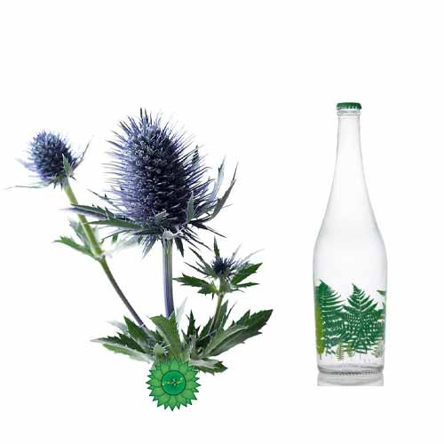 عرق بوقناق مفید در تقویت سیستم ایمنی و ضد دیابت