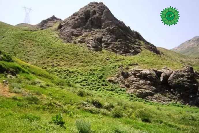 شوید کوهی سرشار از آنتی اکسیدان و مخصوص ماست و دوغ