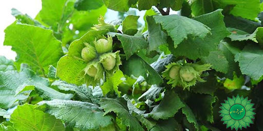 خرید فندق و قیمت فندق و خواص فندق