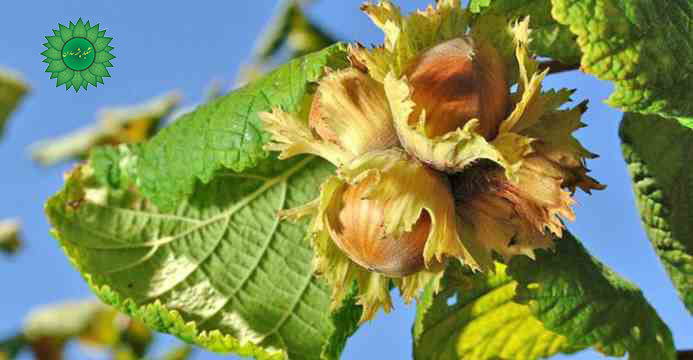 خرید فندق و قیمت فندق و خواص فندق