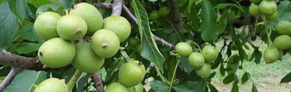 خرید گردو و قیمت گردو و خواص گردو