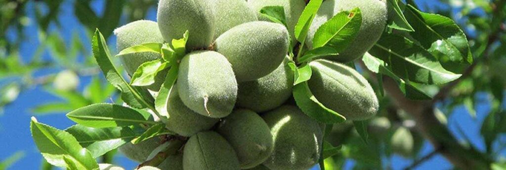 خرید بادام و قیمت بادام و خواص بادام