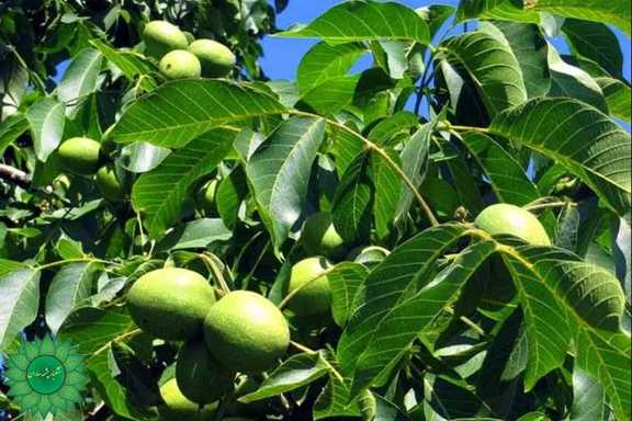 خرید گردو و قیمت گردو و خواص گردو