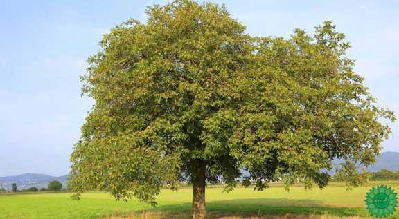 خرید گردو و قیمت گردو و خواص گردو