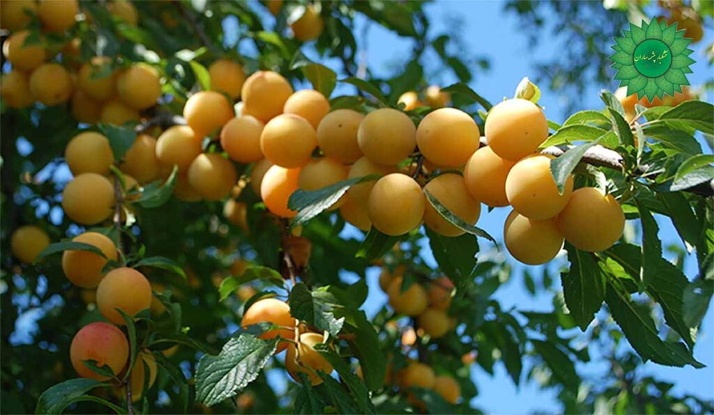 آلو ملین و مفید برای دستگاه گوارش