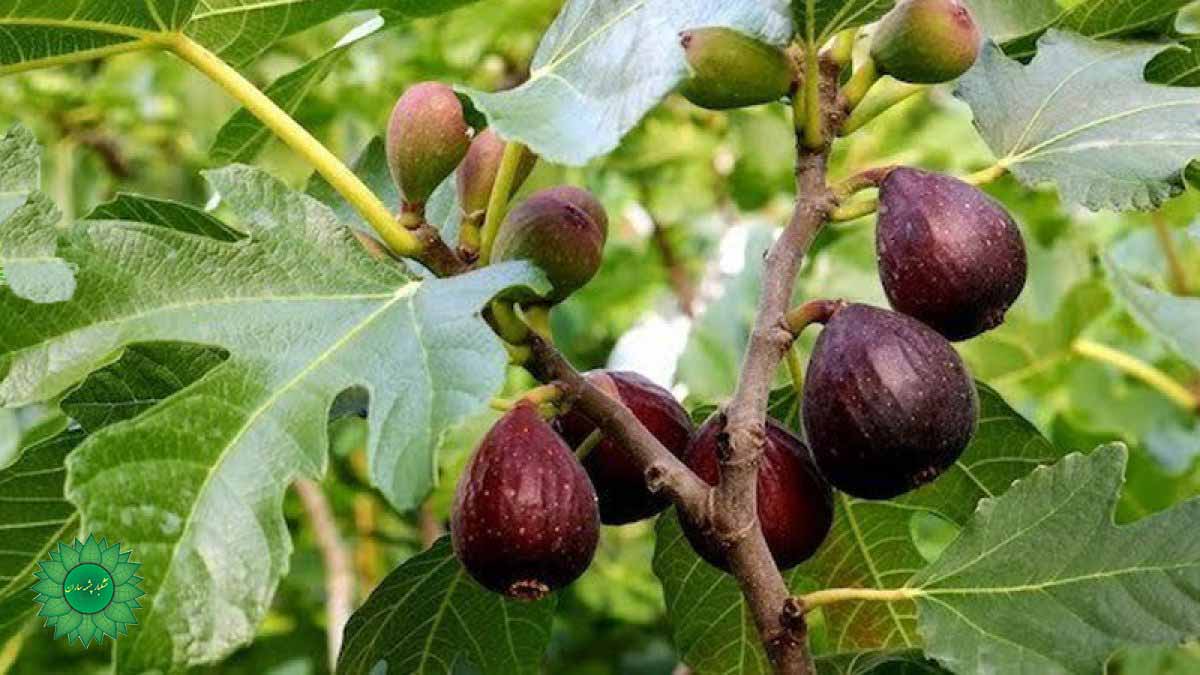 انجیر مفید در درمان زخم معده سرشار از ویتامین