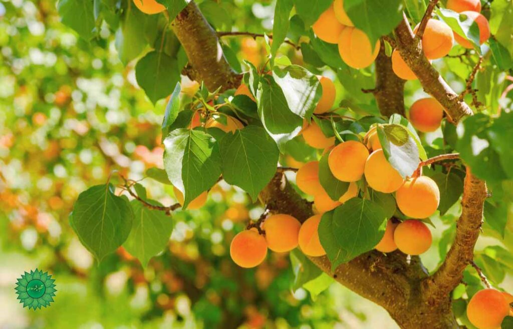 برگه زردالو مفید در رفع کم خونی سرشار از مواد معدنی