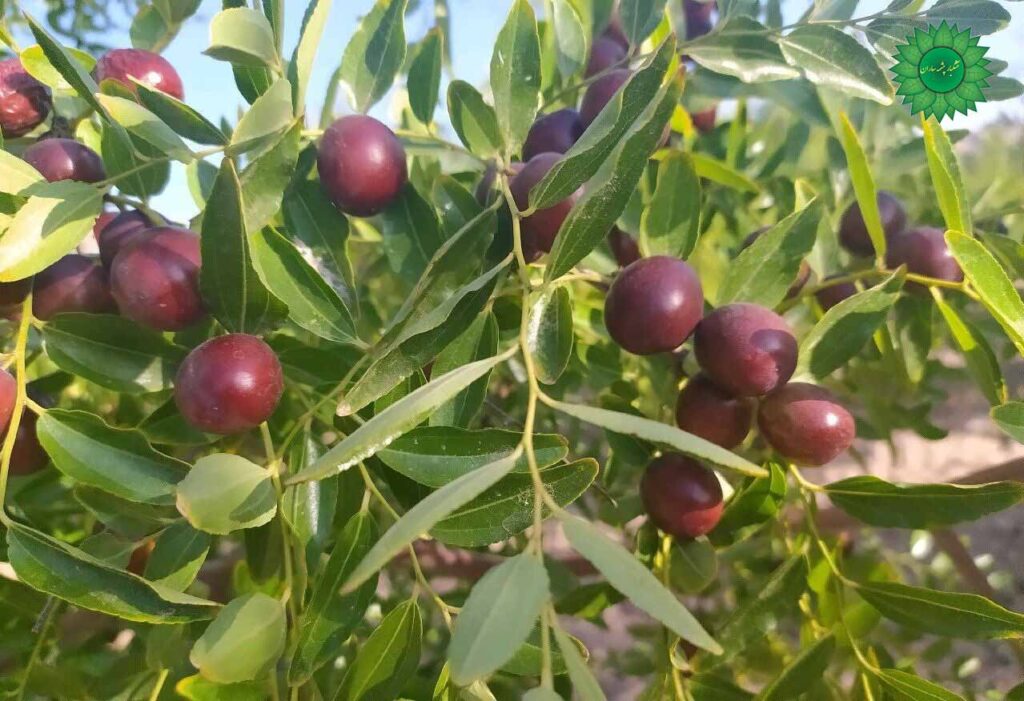 عناب درشت مفید در کاهش فشار و غلظت خون